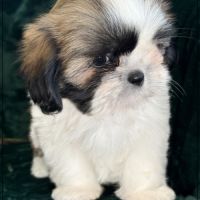 Disponible, pépito, mâle type shih tzu #1