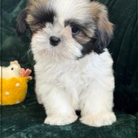 Disponible, pépito, mâle type shih tzu #0