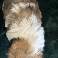 Disponible, pépito, mâle type shih tzu #5