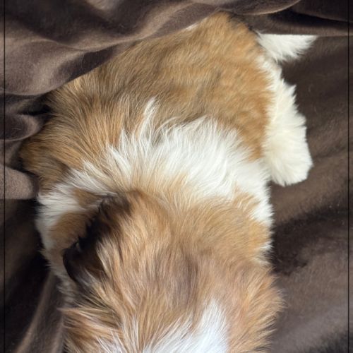Disponible, milou, superbe mâle type shih tzu #5