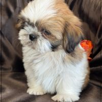 Disponible, milou, superbe mâle type shih tzu #0
