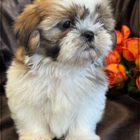 Disponible, milou, superbe mâle type shih tzu #2