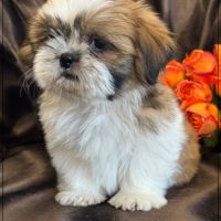 Disponible, milou, superbe mâle type shih tzu #3