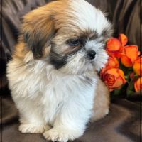 Disponible, milou, superbe mâle type shih tzu #4