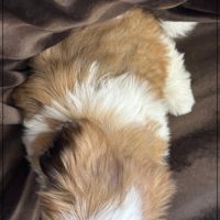 Disponible, milou, superbe mâle type shih tzu #5