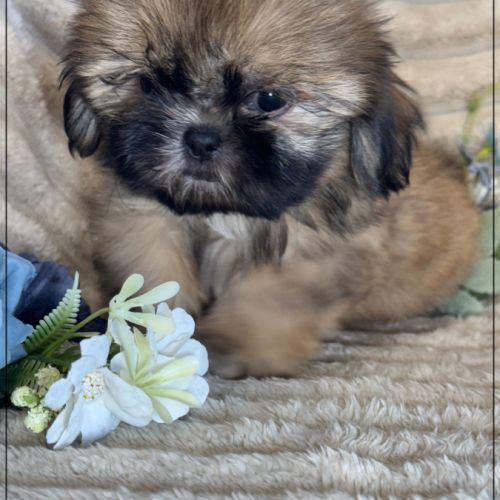 Disponible, cooper,  mâle type shih tzu fauve uni