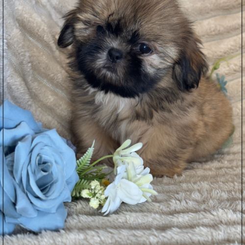 Disponible, cooper,  mâle type shih tzu fauve uni #2