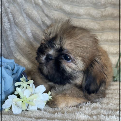 Disponible, cooper,  mâle type shih tzu fauve uni #3