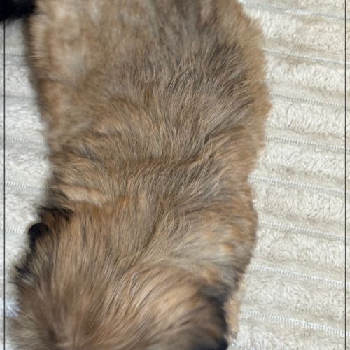 Disponible, cooper,  mâle type shih tzu fauve uni #5