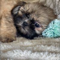 Disponible, cooper,  mâle type shih tzu fauve uni #4