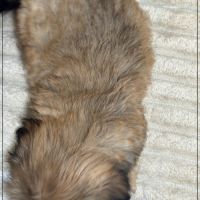 Disponible, cooper,  mâle type shih tzu fauve uni #5