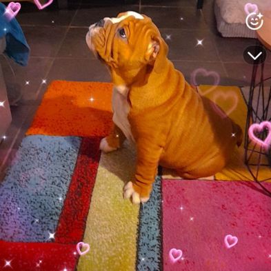 Magnifique bouledogue anglais pour saillie #1