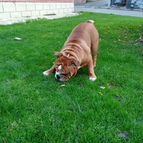 Magnifique bouledogue anglais pour saillie #2