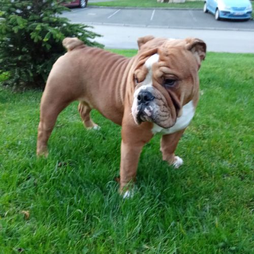 Magnifique bouledogue anglais pour saillie #3