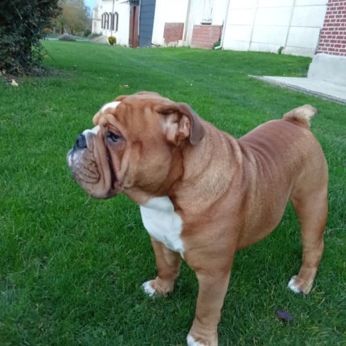 Magnifique bouledogue anglais pour saillie #4