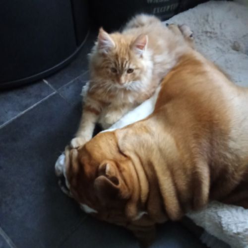 Magnifique bouledogue anglais pour saillie #5