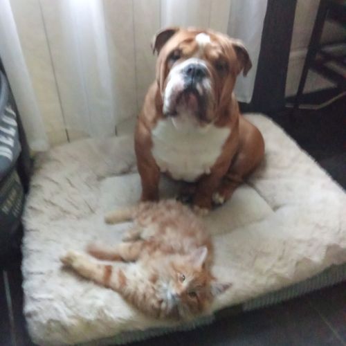 Magnifique bouledogue anglais pour saillie #7