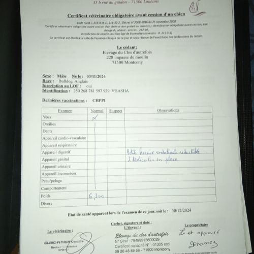 Magnifique bouledogue anglais pour saillie #8
