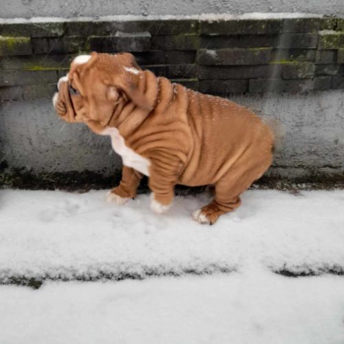 Magnifique bouledogue anglais pour saillie #0