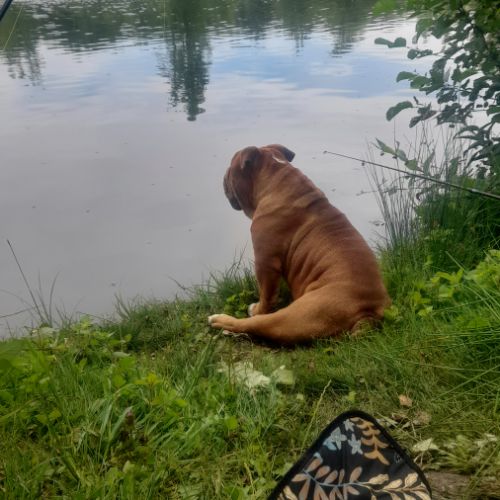 Magnifique bouledogue anglais pour saillie #10