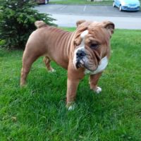 Magnifique bouledogue anglais pour saillie #3