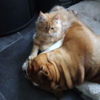 Magnifique bouledogue anglais pour saillie #5