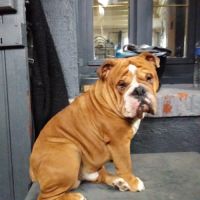 Magnifique bouledogue anglais pour saillie #6