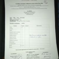 Magnifique bouledogue anglais pour saillie #8