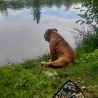 Magnifique bouledogue anglais pour saillie #10