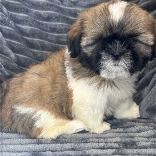 Disponible, obélix, mâle type shih tzu