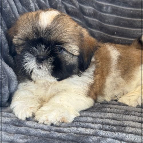Disponible, obélix, mâle type shih tzu #2