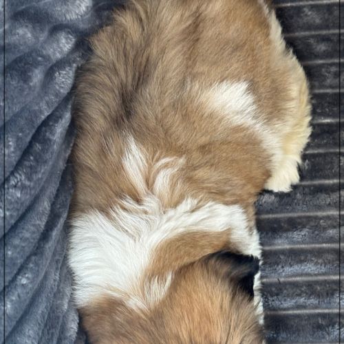 Disponible, obélix, mâle type shih tzu #4