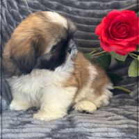 Disponible, obélix, mâle type shih tzu #3