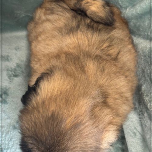 Disponible, cookie, mâle type shih tzu fauve uni #5