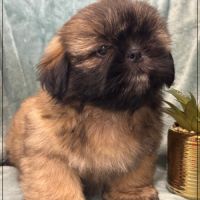Disponible, cookie, mâle type shih tzu fauve uni #0