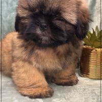 Disponible, cookie, mâle type shih tzu fauve uni #2