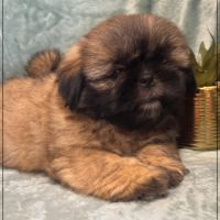 Disponible, cookie, mâle type shih tzu fauve uni #3