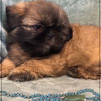 Disponible, cookie, mâle type shih tzu fauve uni #4