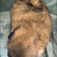 Disponible, cookie, mâle type shih tzu fauve uni #5