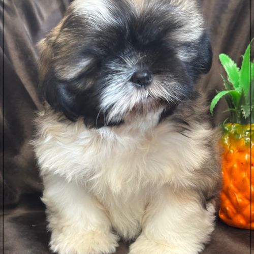 Disponible, gaston ,mâle type shih tzu