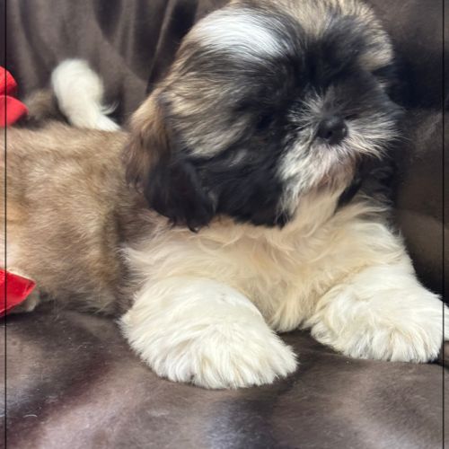 Disponible, gaston ,mâle type shih tzu #4