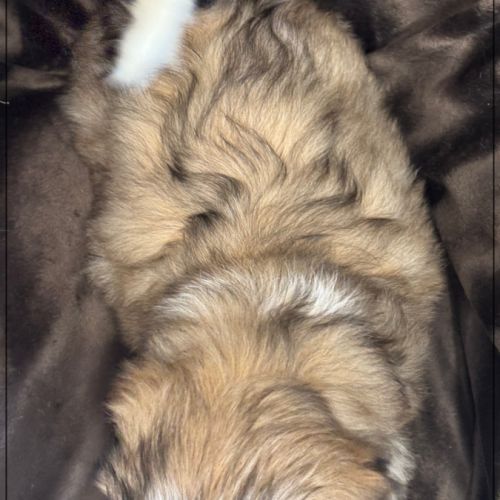 Disponible, gaston ,mâle type shih tzu #5