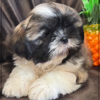 Disponible, gaston ,mâle type shih tzu #1