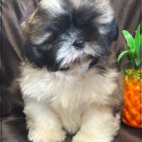 Disponible, gaston ,mâle type shih tzu