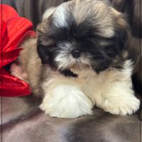 Disponible, gaston ,mâle type shih tzu #3