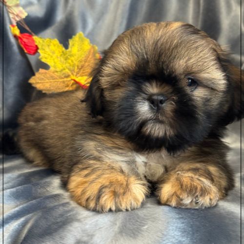 Disponible, ayrton, mâle type shih tzu #1