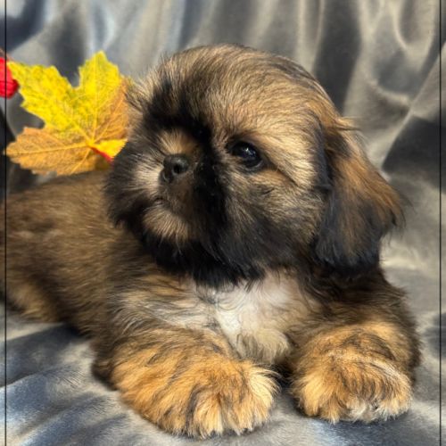 Disponible, ayrton, mâle type shih tzu #2