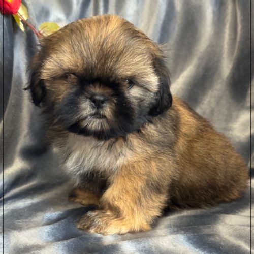 Disponible, ayrton, mâle type shih tzu
