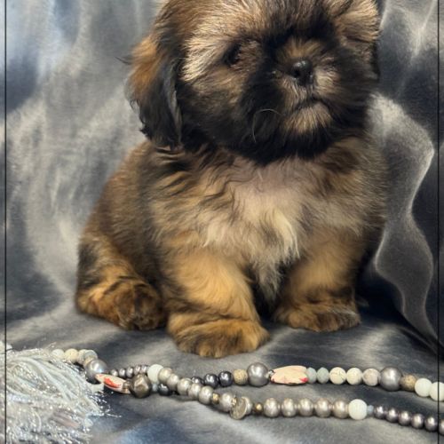 Disponible, ayrton, mâle type shih tzu #4