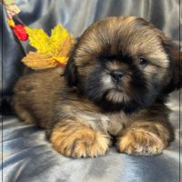 Disponible, ayrton, mâle type shih tzu #1